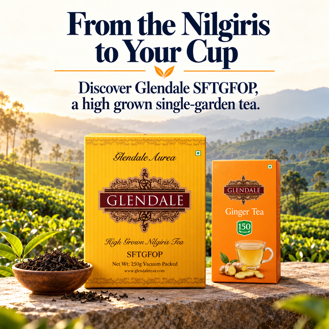 Buy 2 Get 1 Free - Glendale High Grown Nilgiris Tea - Fresh Nilgiris Tea SFTGFOP- Loose Leaf Nilgiris Tea - Single Garden Nilgiris Tea Loose Leaves - Premium Nilgiris Tea - 250g (Pack of 2) - Ginger Tea Dip (Pack of 1) - Image 6